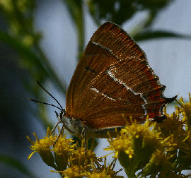 Gulhale, Thecla betulae hun p gyldenris. Grse Bakkeby, Frederiksund d. 19 august 2006. Fotograf: Lars Andersen