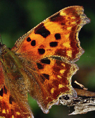 Det hvide C, Polygonia c-album. Pinseskoven. d. 10 september 2006. Fotograf: Lars Andersen