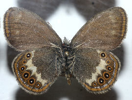 Herorandøje, Coenonympha hero. Lellinge frihed fundet i 60érne. Foto taget på Zoologisk museum d. 9/11 2006. Fotograf: Lars Andersen