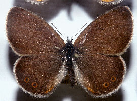 Herorandøje, Coenonympha hero. Lellinge frihed fundet i 60érne. Foto taget på Zoologisk museum d. 9/11 2006. Fotograf: Lars Andersen