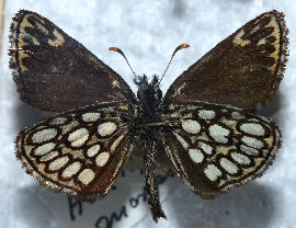 Spejlbredpande, Heteropterus morpheus. Mellemskoven, Falster fundet i 40érne. Foto taget på Zoologisk museum d. 9/11 2006. Fotograf: Lars Andersen