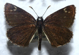 Spejlbredpande, Heteropterus morpheus. Lolland fundet i 40rne. Foto taget p Zoologisk museum d. 9/11 2006. Fotograf: Lars Andersen