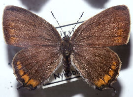 Slensommerfugl Satyrium pruni hun. Mellemskoven, Falster fundet i 40rne. Foto taget p Zoologisk museum d. 9/11 2006. Fotograf: Lars Andersen