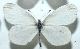 Skovhvidvinge. Leptidea sinapis hun. Tisvilde,leg.  juni i 1920rne. Fotograferet p Zoologisk museum d. 9/11 2006 Fotograf: Lars Andersen