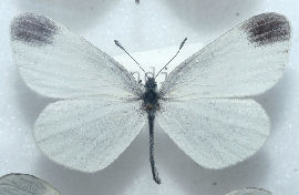 Enghvidvinge. Leptidea juvernica han. Almindingen,leg.  juni i 1950rne. Fotograferet p Zoologisk museum d. 9/11 2006 Fotograf: Lars Andersen