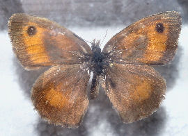 Buskrandje, Pyronia tithonus fra Skjoldensholm omkring r 1870. Fotograferet p Zoologisk museum d. 9/11 2006 Fotograf: Lars Andersen