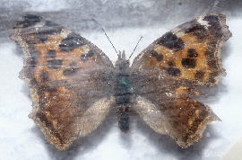Det hvide L, Nymphalis vaualbum Strandvejen nord for København, 1901. Fotograferet på Zoologisk museum d. 9/11 2006 Fotograf: Lars Andersen
