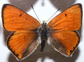 Stor ildfugl, Lycaena dispar han. Horreby Lyng, Falster fundet i 40rne. Foto taget p Zoologisk museum d. 9/11 2006. Fotograf: Lars Andersen