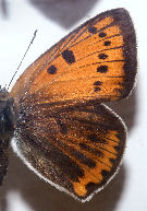 Stor ildfugl, Lycaena dispar hun. Horreby Lyng, Falster fundet i 40rne. Foto taget p Zoologisk museum d. 9/11 2006. Fotograf: Lars Andersen