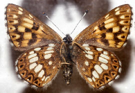 Terningsommerfugl, Hamearis lucina. Allindelille fredsskov, fundet i 40rne. Foto taget p Zoologisk museum d. 9/11 2006. Fotograf: Lars Andersen