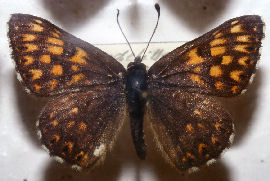 Terningsommerfugl, Hamearis lucina. Allindelille fredsskov, fundet i 40rne. Foto taget p Zoologisk museum d. 9/11 2006. Fotograf: Lars Andersen