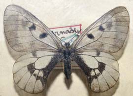 Mnemosyne, Parnassius mnemosyne hun. Jgerspris Nordskov i 40rne. Foto taget p Zoologisk museum d. 9/11 2006. Fotograf: Lars Andersen