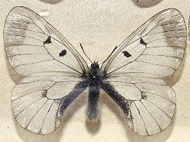 Mnemosyne, Parnassius mnemosyne ssp. bang-haasi han. Jgerspris Nordskov i 40rne. Foto taget p Zoologisk museum d. 9/11 2006. Fotograf: Lars Andersen