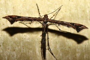 Fjerml,Amblyptilia acanthadactyla, H/F Vennelyst d. 27 november 2006. Fotograf: Lars Andersen