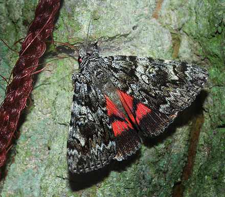 Lys Egeordensbnd, Catocala promissa. Kongelunden, Amager. 8 august 2006. Fotograf: Lars Andersen