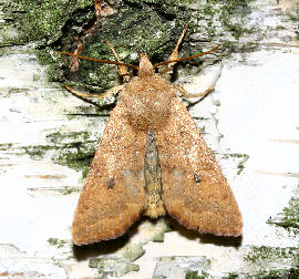 Agrochola circellaris. Pinseskoven, Amager. 17 september 2006. Fotograf: Lars Andersen