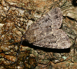 Pyramideugle, Amphipyra pyramidea. Pinseskoven, Amager. 16 september 2006. Fotograf: Lars Andersen