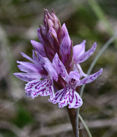 Plettet Ggeurt, Dactylorhiza maculata. Rbjerg mose, Nordjylland. d. 8 Juni 2006. Fotograf: Lars Andersen