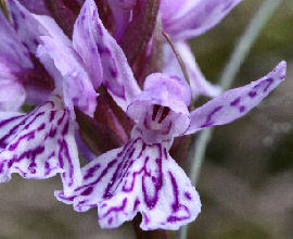 Plettet Ggeurt, Dactylorhiza maculata. Rbjerg mose, Nordjylland. d. 8 Juni 2006. Fotograf: Lars Andersen