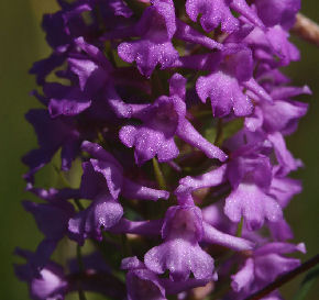 Tætblomstret Trådspore, Veddinge bakker. d. 19 juli 2006 Fotograf: Lars Andersen