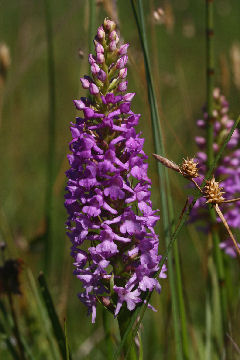 Tætblomstret Trådspore, Veddinge bakker. d. 19 juli 2006 Fotograf: Lars Andersen