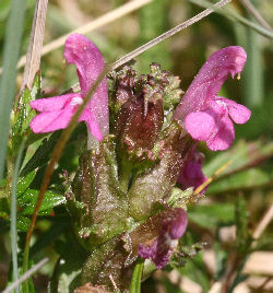 Mose-troldurt, Pedicularis sylvatica. Rbjerg mose, Nordjylland. d. 9 Juni 2006. Fotograf: Lars Andersen