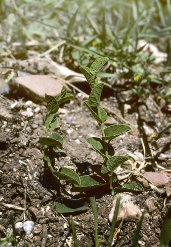 Glassommerfugl, Archon apollinus. ros Karvoni, Samos, Grkenland d. 1 april 2006. Fotograf; Tom Nygaard Kristensen