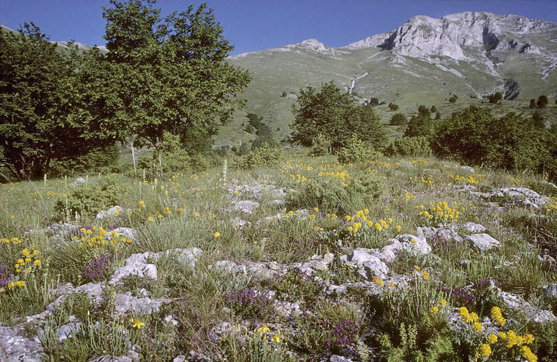Lokalitet for Østlig Skiferblåfugl, Agriades dardanus. Óros Órvilos, 2000 m, Dráma, Grækenland d. 30 juni 1998. Fotograf; Tom N. Kristensen