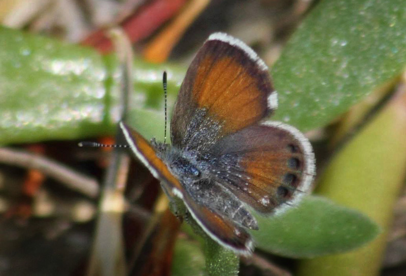 Western Pygmy Blue, Brephidium exilis. Dubai Gulf, United Arab Emirates. February 2014. Photographer; Jens Krogsgaard Handest