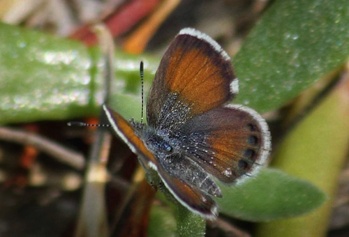 Western Pygmy Blue, Brephidium exilis. Dubai Gulf, United Arab Emirates. February 2014. Photographer; Jens Krogsgaard Handest