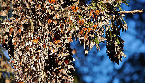 Monark, Danaus plexippus (Linnaeus, 1758). Sierra del Chincua sancturay in Angangueo fyrreskove i Mexico d 27 January 2014. Photographer; Frants Kjellerup