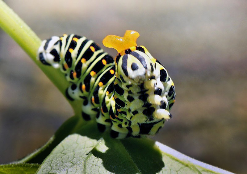 Svalehale, Papilio machaon larve viser osmeterium. Samos, Grkenland d. 25 maj 2012. Fotograf; Tom Nygaard Kristensen