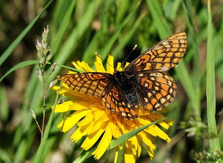 Mellempletvinge, Euphydryas intermedia. Val Roseg Elevation: 2000 m. Graubünden, Schweiz d 9 juli 2015. Fotograf; Tom Nygaard Kristensen