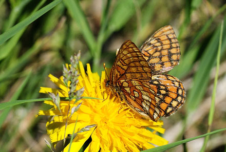 Mellempletvinge, Euphydryas intermedia. Val Roseg Elevation: 2000 m. Graubünden, Schweiz d 9 juli 2015. Fotograf; Tom Nygaard Kristensen