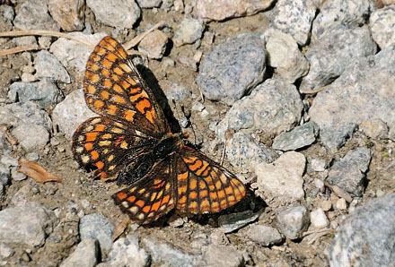 Mellempletvinge, Euphydryas intermedia. Val Roseg Elevation: 2000 m. Graubünden, Schweiz d 9 juli 2015. Fotograf; Tom Nygaard Kristensen