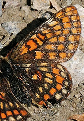 Mellempletvinge, Euphydryas intermedia. Val Roseg Elevation: 2000 m. Graubünden, Schweiz d 9 juli 2015. Fotograf; Tom Nygaard Kristensen