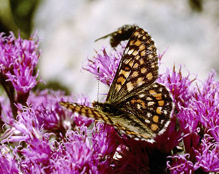 Mellempletvinge, Euphydryas intermedia. Val Roseg Elevation: 2000 m. Graubünden, Schweiz d 13 juli 2003. Fotograf; Tom Nygaard Kristensen