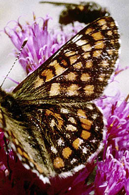 Mellempletvinge, Euphydryas intermedia. Val Roseg Elevation: 2000 m. Graubünden, Schweiz d 13 juli 2003. Fotograf; Tom Nygaard Kristensen