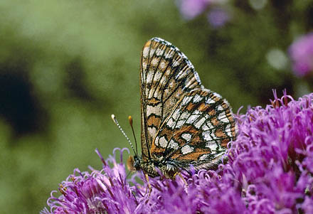Mellempletvinge, Euphydryas intermedia. Val Roseg Elevation: 2000 m. Graubünden, Schweiz d 13 juli 2003. Fotograf; Tom Nygaard Kristensen