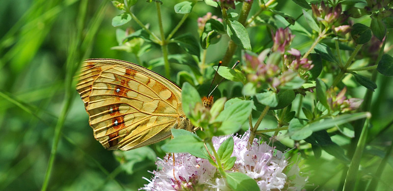 Skovperlemorsommerfugl, Fabriciana adippe f. cleodoxa han. Vercana, Lake Como, Italien d. 23 juli 2014. Fotograf; John Vergo