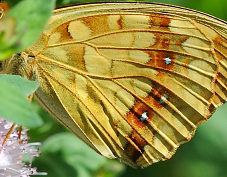 Skovperlemorsommerfugl, Fabriciana adippe f. cleodoxa han. Vercana, Lake Como, Italien d. 23 juli 2014. Fotograf; John Vergo