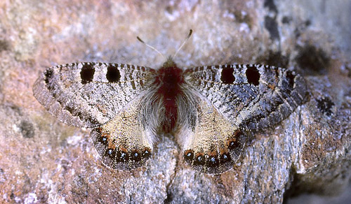 Glassommerfugl, Archon apollinus hun. ros Karvoni, Samos, Grkenland d. 1 april 2006. Fotograf; Tom Nygaard Kristensen