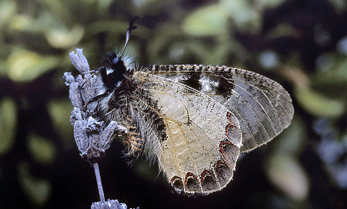 Glassommerfugl, Archon apollinus. ros Karvoni, Samos, Grkenland d. 1 april 2006. Fotograf; Tom Nygaard Kristensen