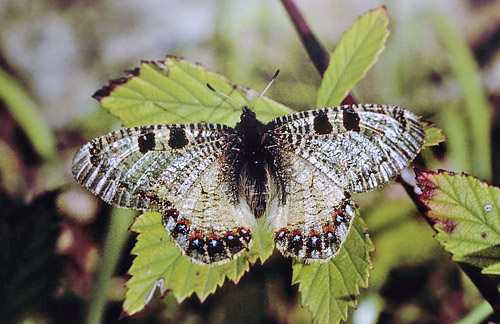 Glassommerfugl, Archon apollinus. ros Karvoni, Samos, Grkenland d. 1 april 2006. Fotograf; Tom Nygaard Kristensen