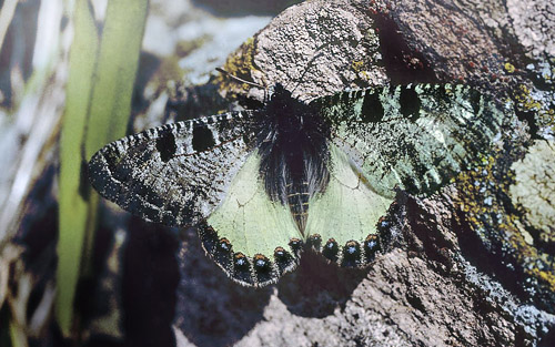 Glassommerfugl, Archon apollinus han. ros Karvoni, Samos, Grkenland d. 1 april 2006. Fotograf; Tom Nygaard Kristensen