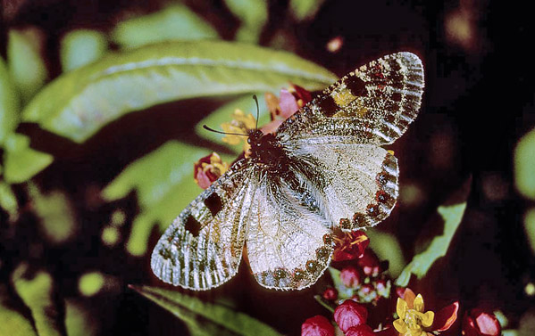 Glassommerfugl, Archon apollinus. ros Karvoni, Samos, Grkenland d. 1 april 2006. Fotograf; Tom Nygaard Kristensen