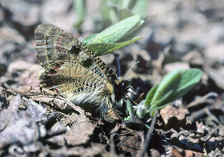 Glassommerfugl, Archon apollinus hun lgger g. ros Karvoni, Samos, Grkenland d. 1 april 2006. Fotograf; Tom Nygaard Kristensen