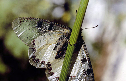 Glassommerfugl, Archon apollinus. ros Karvoni, Samos, Grkenland d. 1 april 2006. Fotograf; Tom Nygaard Kristensen