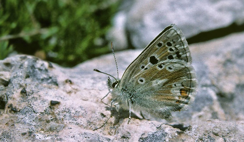 stlig Skiferblfugl, Agriades dardanus. ros rvilos, 2000 m, Drma, Grkenland d. 30 juni 1998. Fotograf; Tom N. Kristensen