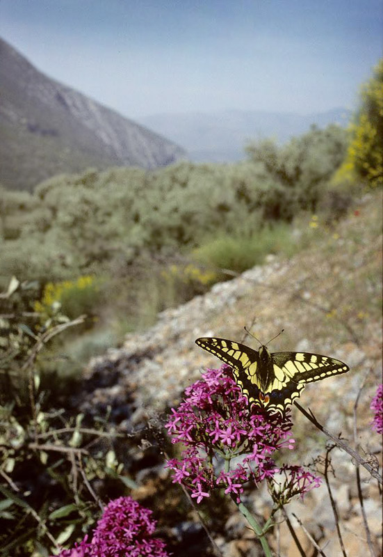 Svalehale, Papilio machaon. Delfi, Grkenland april 1998. Fotograf;  Tom Nygaard Kristensen